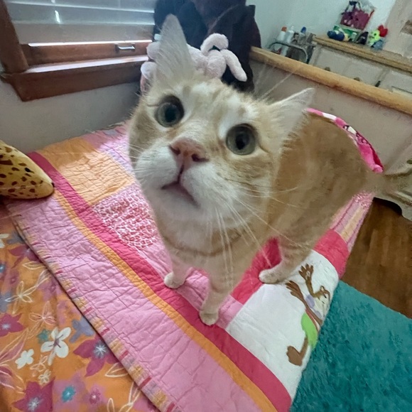 Meet your Posher, hannah - Picture 1 of 1